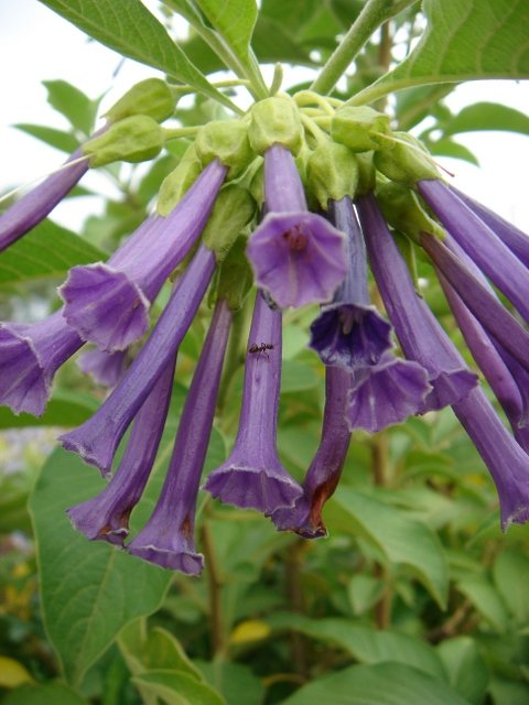 Iochroma cyanea